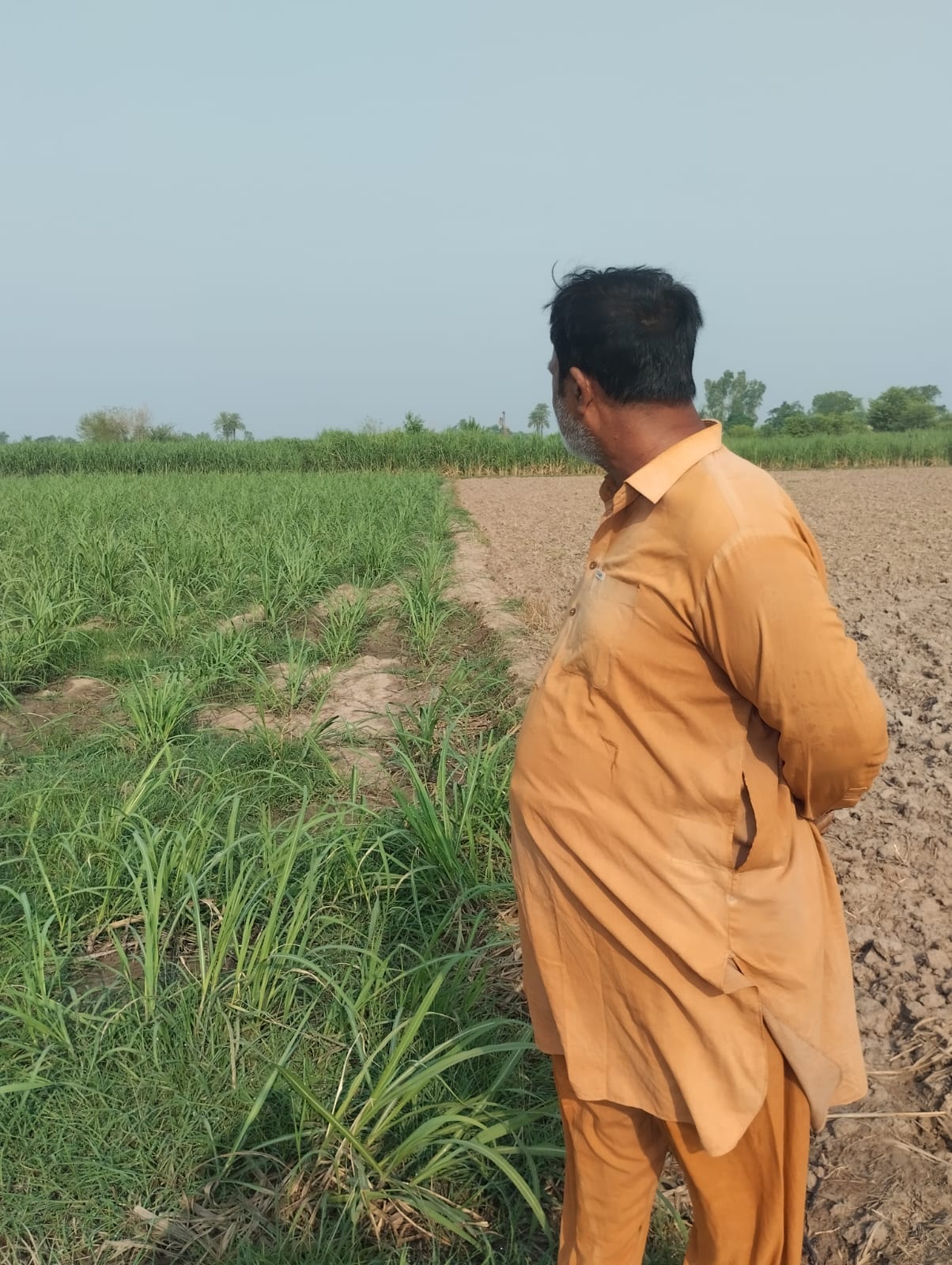 Farmer inspecting sugarcane crop growth