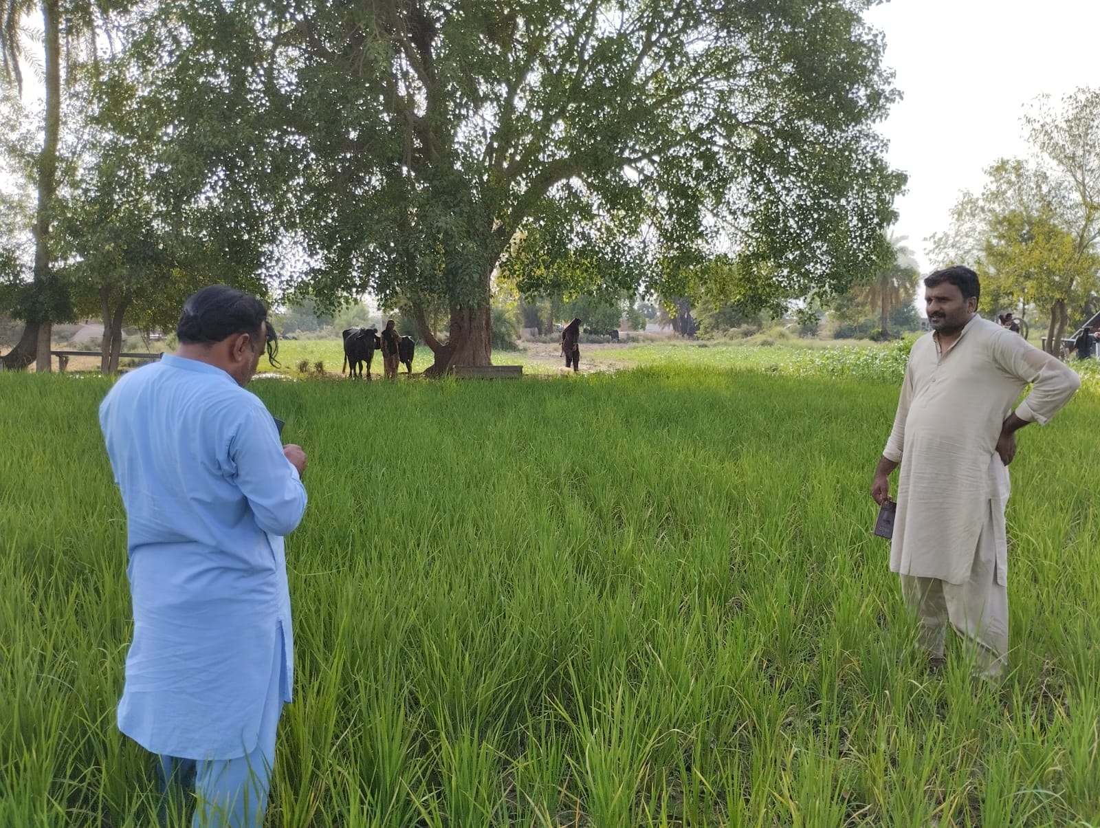 SARSABZ Cheela Kisan Zari Markaz storefront